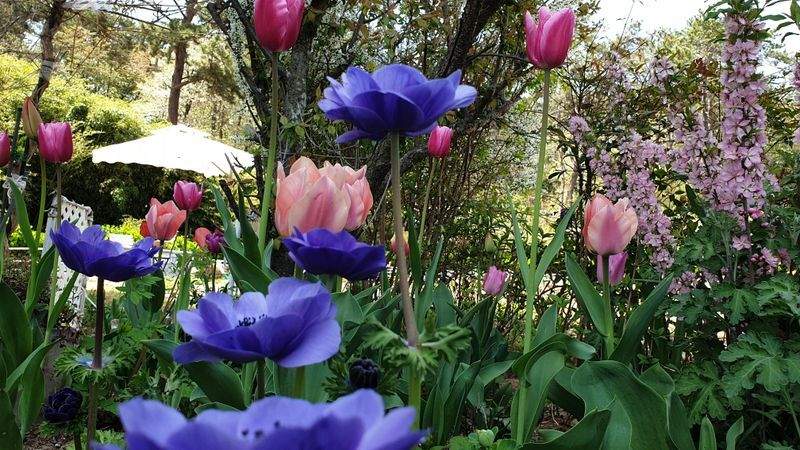 Jardins Montclaire 12