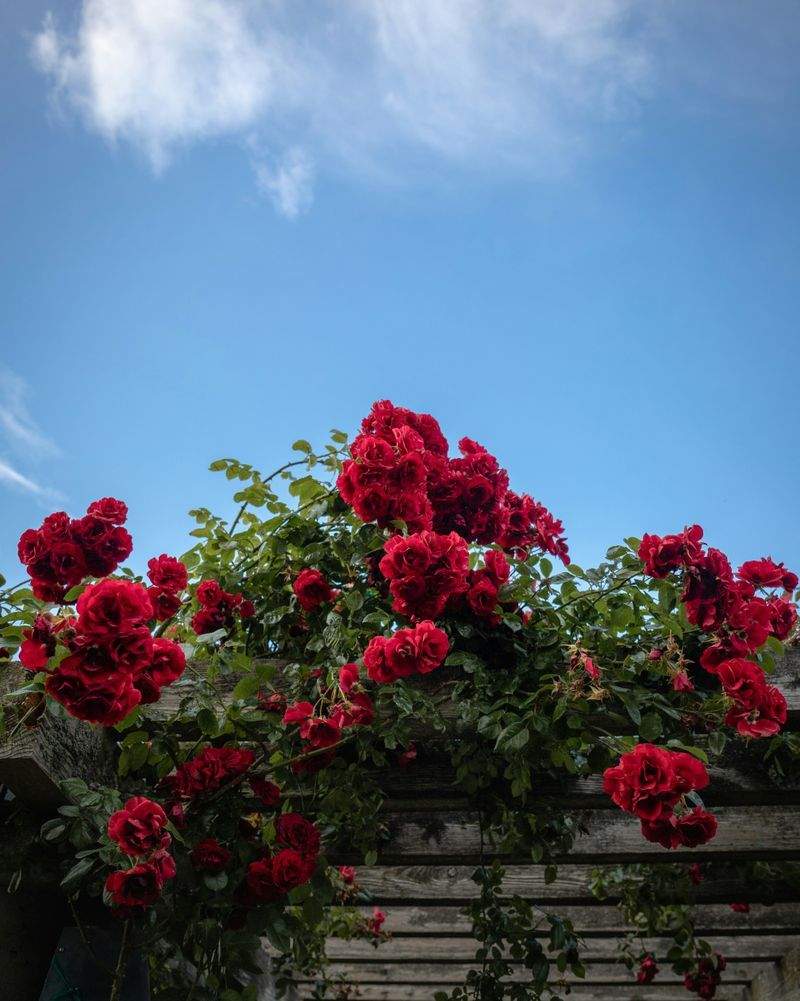 Création et aménagement de jardins
